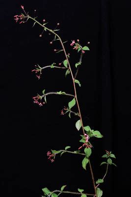 Lopezia Racemosa Cav Plants Of The World Online Kew Science