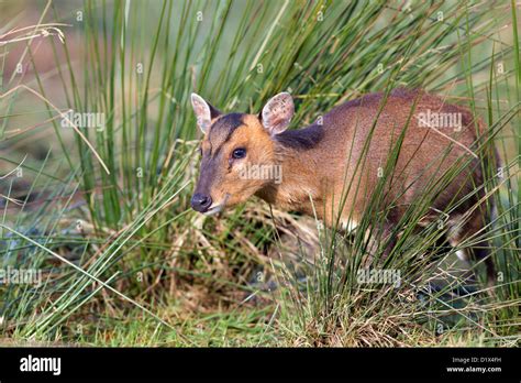 Muntjac Deer Muntiacus Reevesi Female Uk Stock Photo Alamy