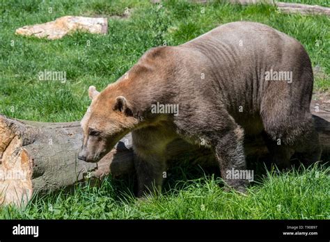 Actualizar 90 Images Oso Pardo Y Oso Polar Viaterra Mx