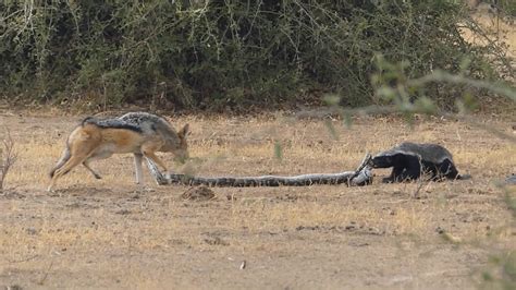 Combat Entre Un Python Un Ratel Et Deux Chacals Fight Between Python