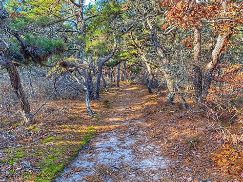 Atlantic White Cedar Swamp Trail In Wellfleet On Cape Cod Cape Cod Blog