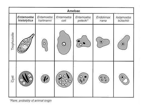 Medmicro Chapter 79 Clasificación de animales Microbiología Protozoos