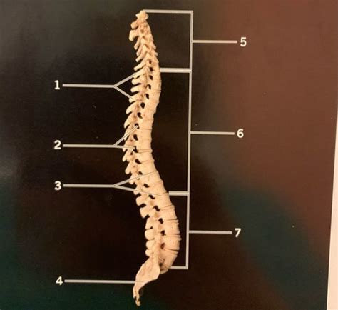 anatomy spine exam Flashcards | Quizlet