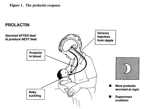 Relactation At The Age Of Complementary Feeding Praborini Lactation Team