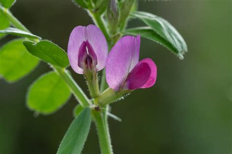 Wickenarten Entdecken Vielfalt Bedeutung F R Den Garten