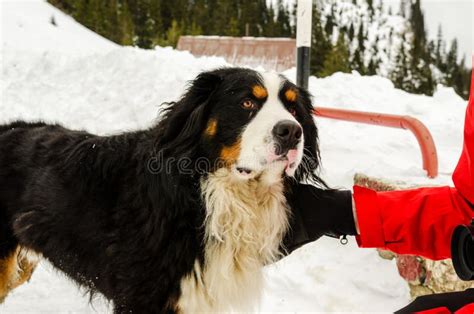 bernese mountain dog stock photo image  cabin hiking