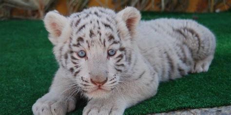 Viral Tierno cachorro de tigre de bengala asusta a su mamá