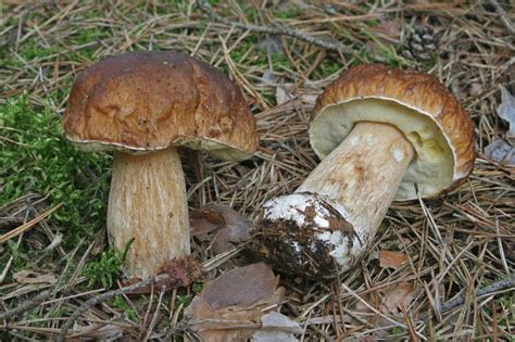 Білий гриб Boletus Edulis інформація де росте фото види