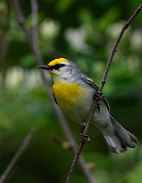 Brewsters Warbler Golden Winged And Blue Winged Warbler Hy Flickr