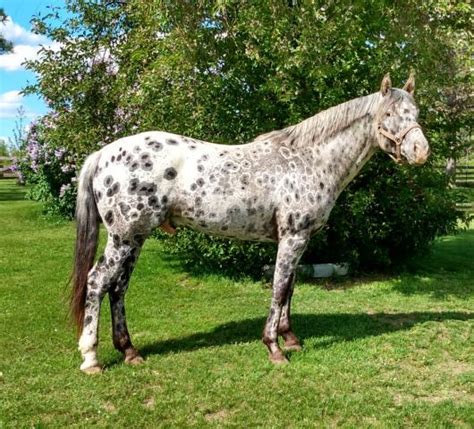 Leopard Appaloosa Stallion