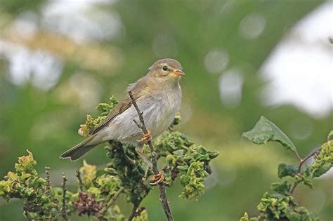 Willow Warbler By Martin Webb Birdguides