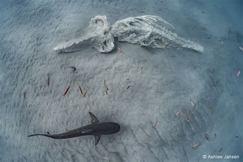 Winners Australian Geographic Nature Photographer Of The Year