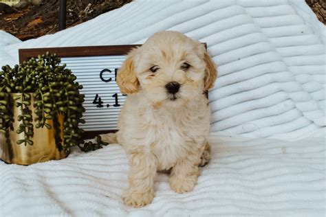 Micro Mini Goldendoodles — Family Bred Puppies