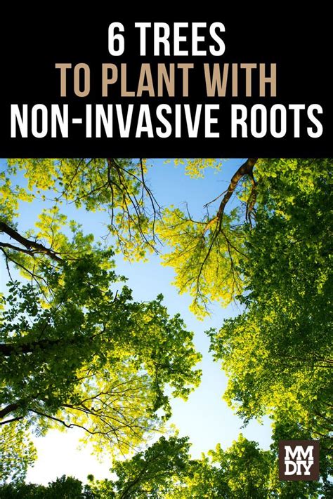 Trees With Non Invasive Roots 6 Trees With Roots That Grow Straight