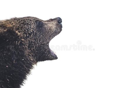 Brown Bear Cub Baby Isolated on White Backround. Stock Image - Image of ...