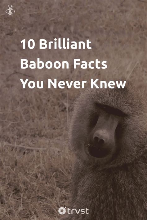 11 Brilliant Baboon Facts About These Remarkable Primates