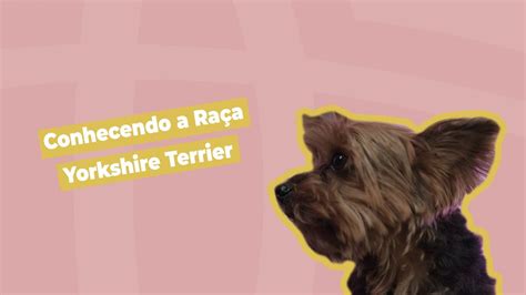 Conhecendo a Raça Yorkshire Terrier Inova Hospital Veterinário YouTube