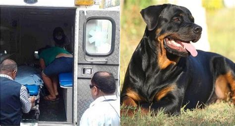 Niña de cuatro años en grave estado tras salvaje ataque de rottweiler