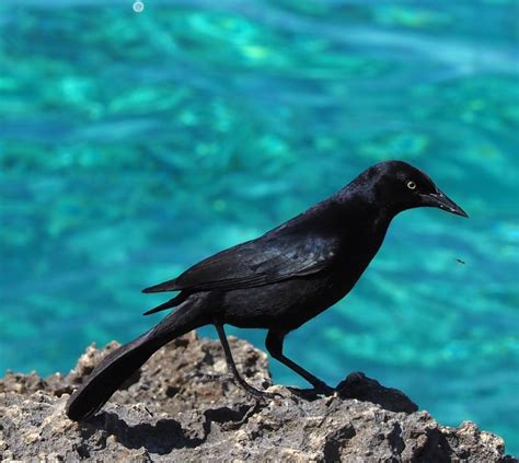 Greater Antillean Grackle From Ci Naga De Zapata Cu Ma Cu On May