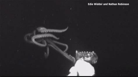 Giant Squid Caught On Camera YouTube