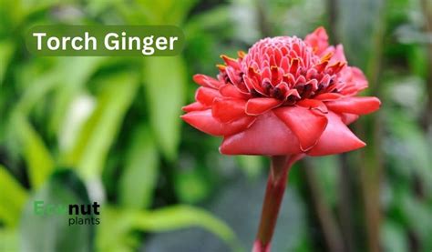 Top 19 Ginger Plant Varieties For Growing In Your Garden