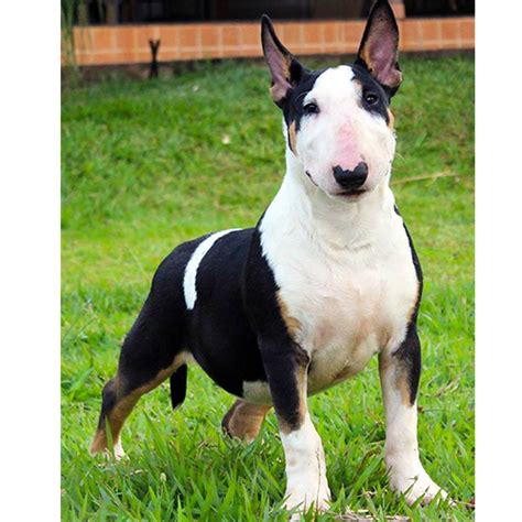 Bull Terrier Preto Preço