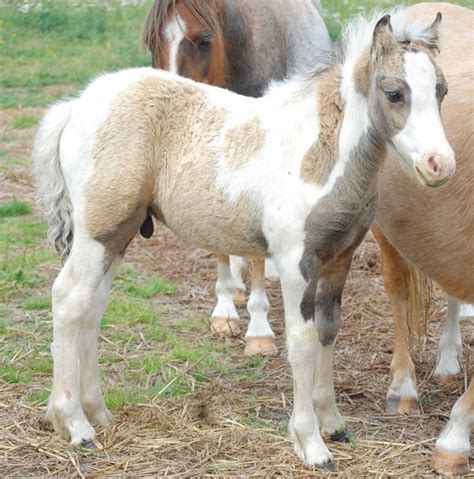 Miniature Cob Cross Colt Color Genetics