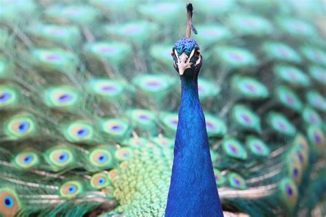 Proud Peacock Los Angeles County Arboretum And Botanic Garde… Flickr