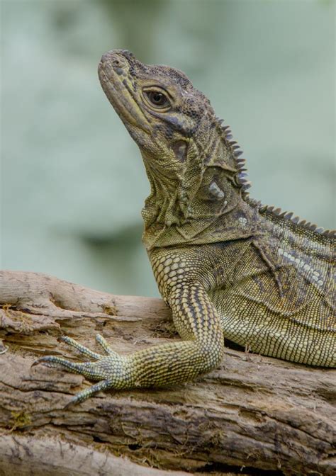 Lizard Philippine Sail Fin Dudley Zoo And Castle