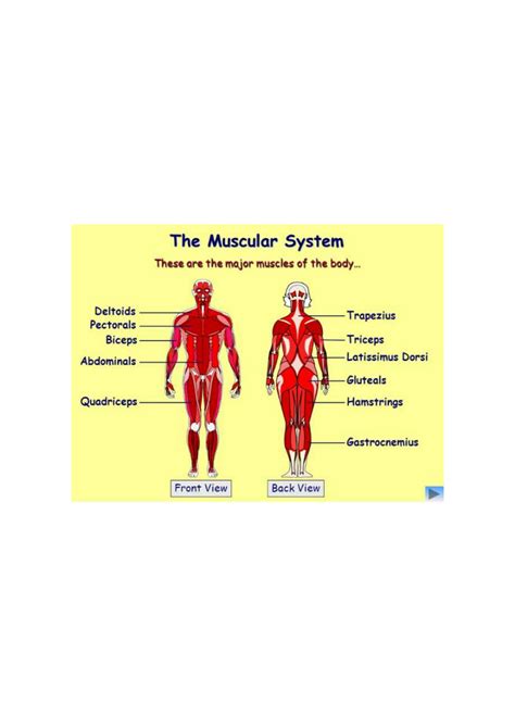 SOLUTION: Muscular system anatomy physiology - Studypool