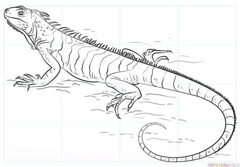 Iguana Drawing Outline