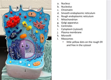 Lab 3 Cell Models Flashcards Quizlet