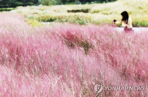 핑크뮬리와 함께 깊어가는 가을 연합뉴스