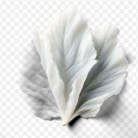 Premium PSD A White Feather With A White Feather On A Transparent