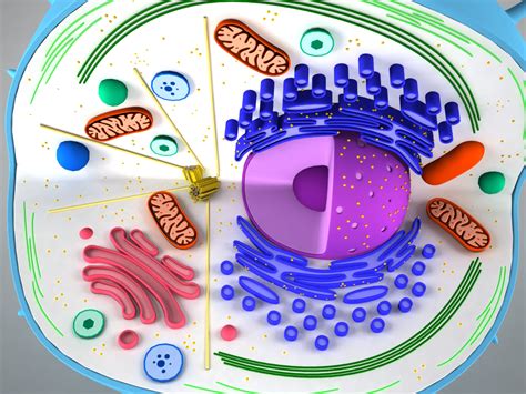 Animal Cell 3D Model - 3D Models World