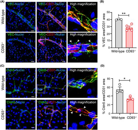 Cd Maintains Endothelial Barrier Function By Limiting The