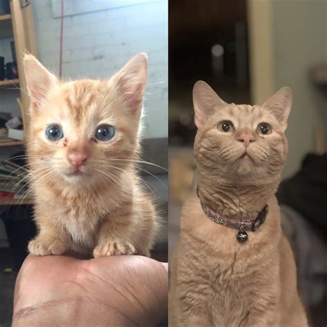 My kitty has grown so much, Reddit meet orangie : r/aww