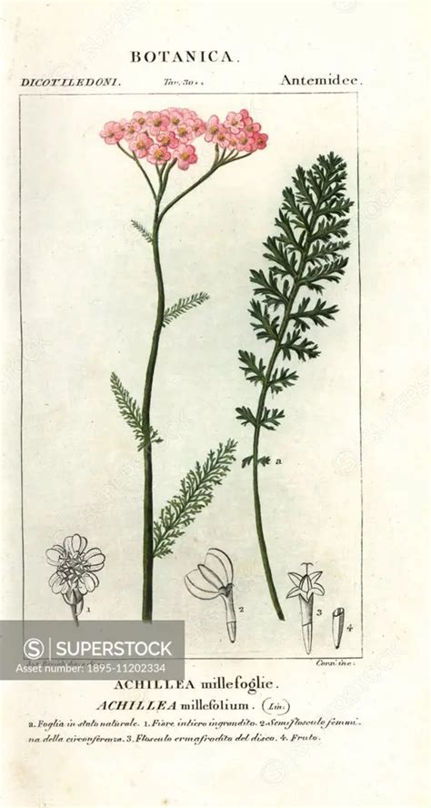 Yarrow Achillea Millefolium Handcoloured Copperplate Stipple Engraving From Antoine De Jussieu