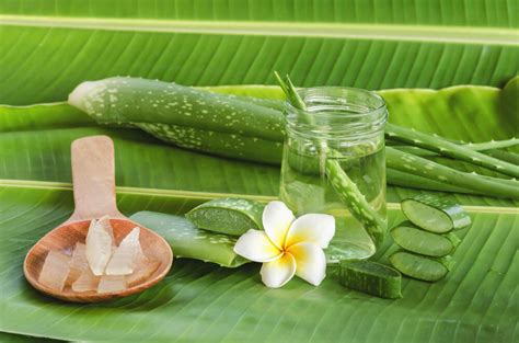 8 Aloe Vera Uses You Might Not Even Be Aware Of