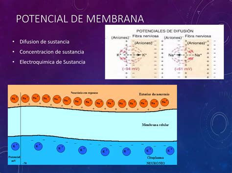 Potenciales De Membrana Y Potenciales De Acción Ppt