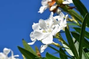 Oleander Pruning: [Proper Period and Technique] - Complete Gardering