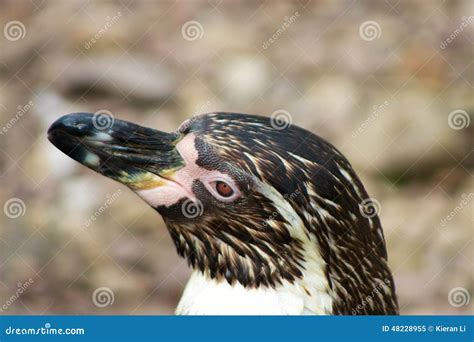 Penguin stock image. Image of front, animals, climate - 48228955