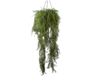 Plant Hang Green Cm Nu Puur Groen B V