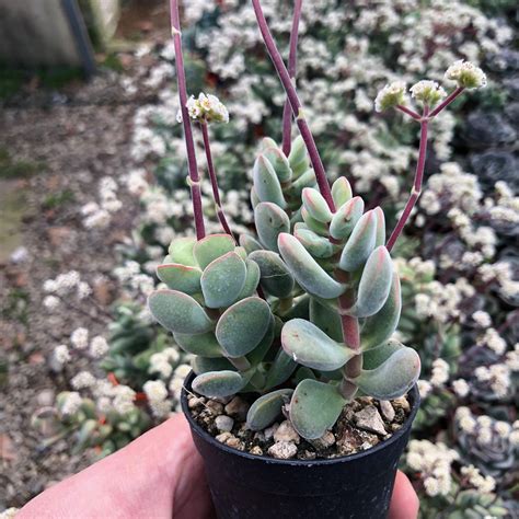 Crassula Sericea Var Velutina Giromagi Cactus And Succulents