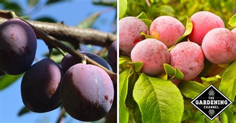 How To Grow Plums Gardening Channel