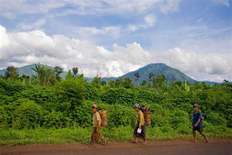 Bolaven Plateau & Lao Coffee | Beijing Visitor - China Travel Guide