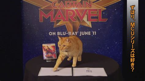 『キャプテン・マーベル』猫のグースのインタビューがかわいい！ Youtube