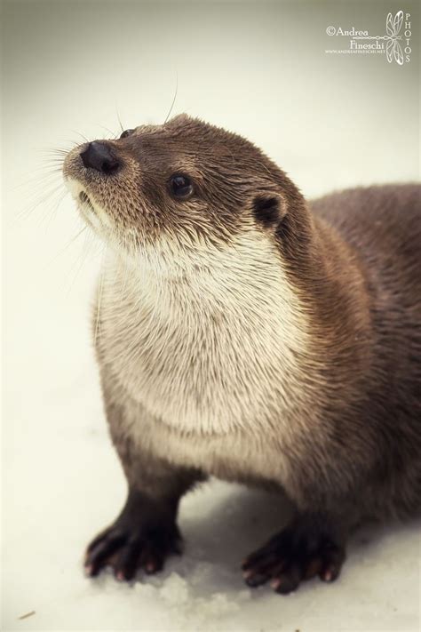 European Otter | Otters, Otter love, Scary animals