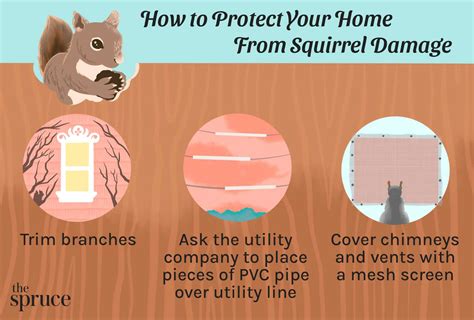 Squirrel Damage And How To Control It