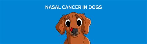 Nasal Cancer in Dogs: Symptoms, Diagnosis & Treatment – Innovet Pet